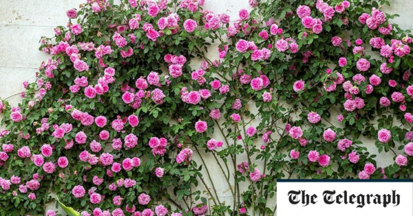 Blooming Brilliance: Unveiling the Simplicity of Pruning Climbing Roses with Expert Tips